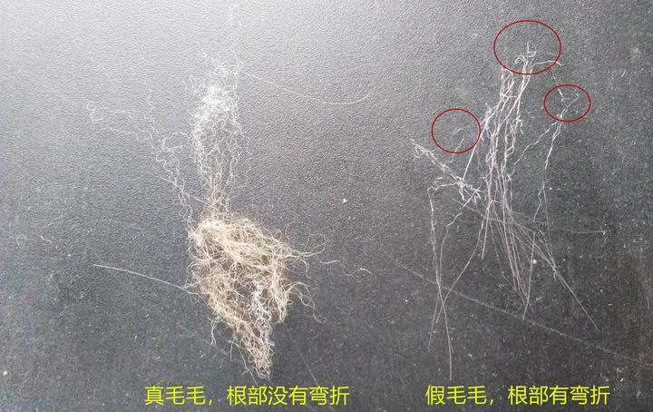 396 -《真毛领子、假毛领子怎么辨别？小心獭兔毛领子替换水貂毛领子！》