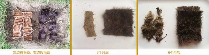 396 -《真毛领子、假毛领子怎么辨别？小心獭兔毛
领子替换水貂毛领子！》
