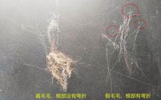 真毛领假毛领，为啥越来越难区分了？-759