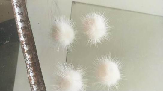 常用的毛球挂件都是什么动物毛的？-775